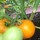Last commented by Cynthia R.
