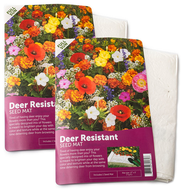 Snow In Summer Flower Mat 2 Pack Contemporary Bulbs And Seeds