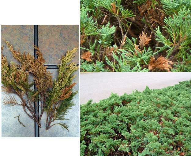 Junipers are turning brown & thinning out