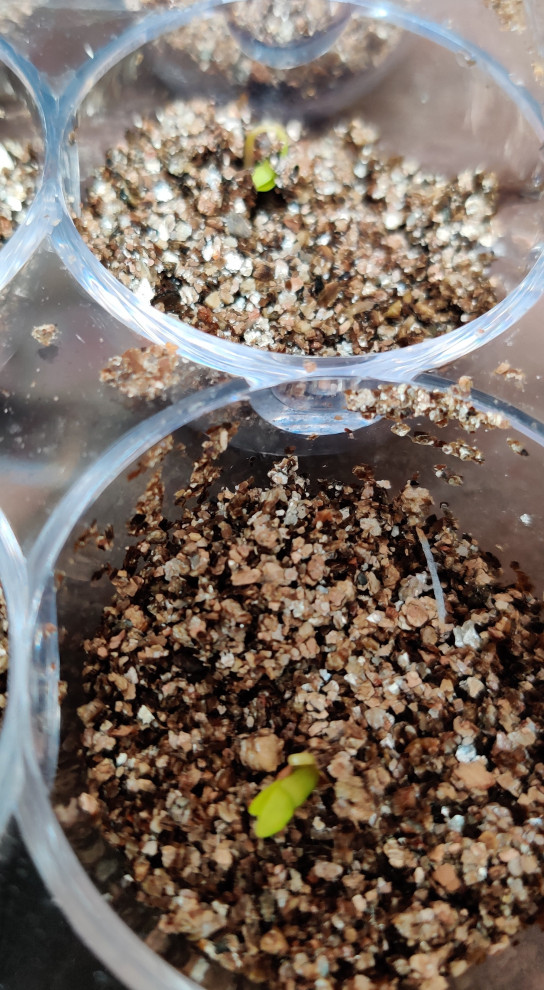 How it started, how it's going: seedling from Mikawa Yatsubusa