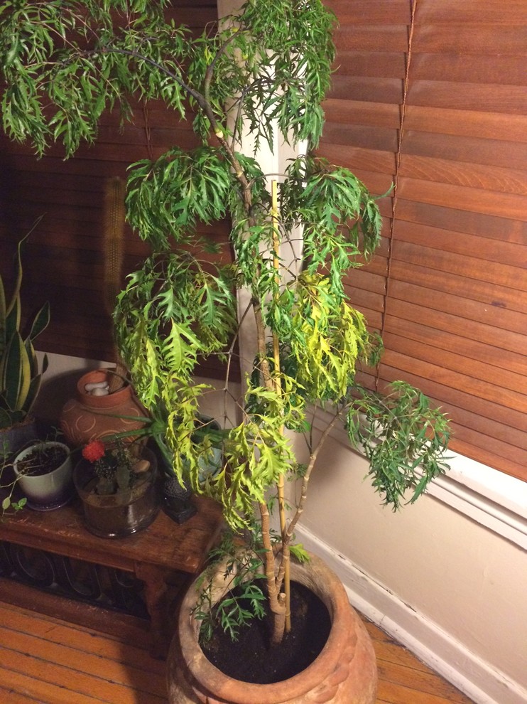 help with beloved ming aralia