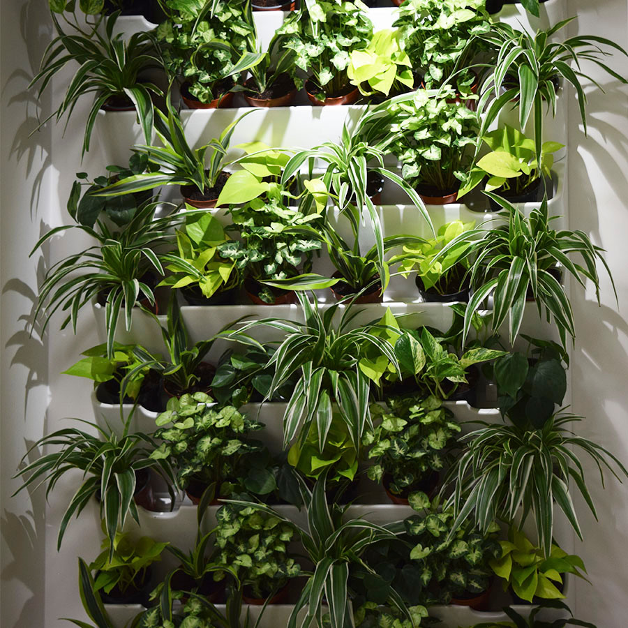 Озеленение помещения