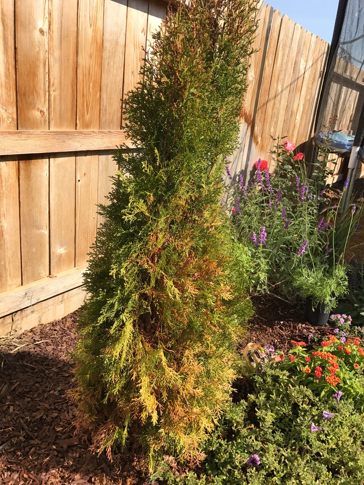 emerald green arborvitae dying?
