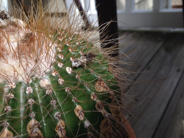 What is that white stuff on my cactus?