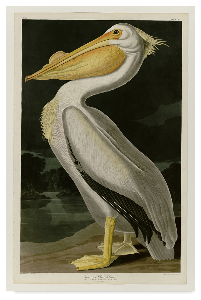 John James Audubon 'American White Pelican' Canvas Art, 47x30