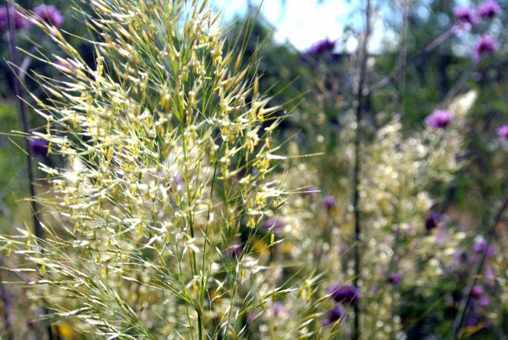 Garten zum Wohlfühlen und Feiern
