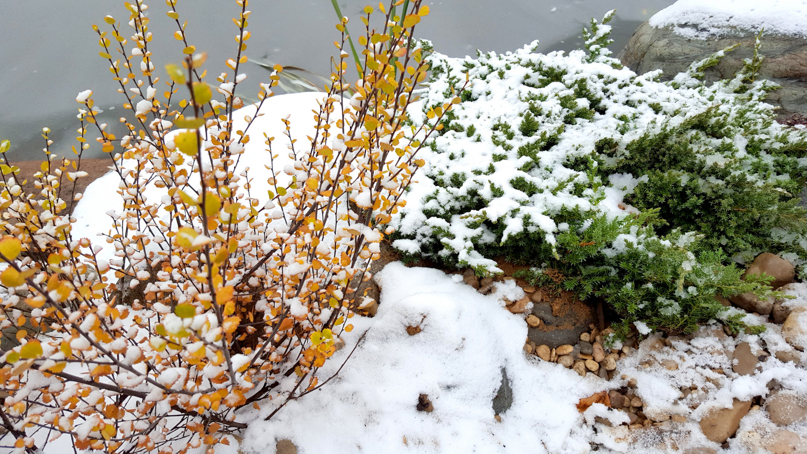 Цветники и композиции крупным планом