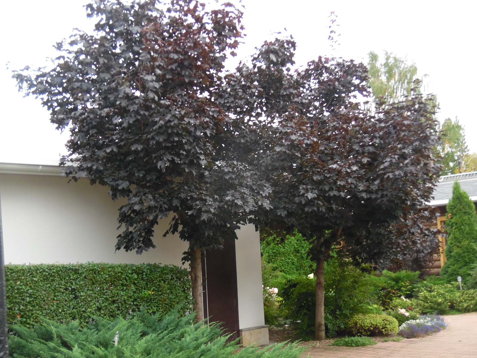 Маленький камерный сад.