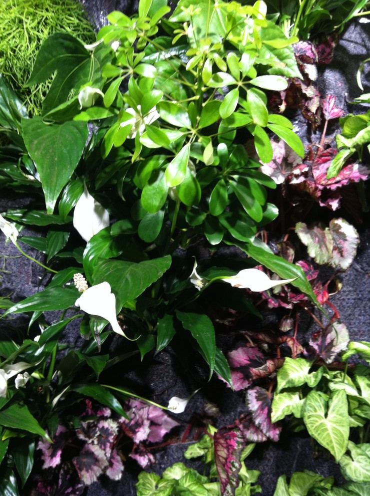 Вертикальные сады