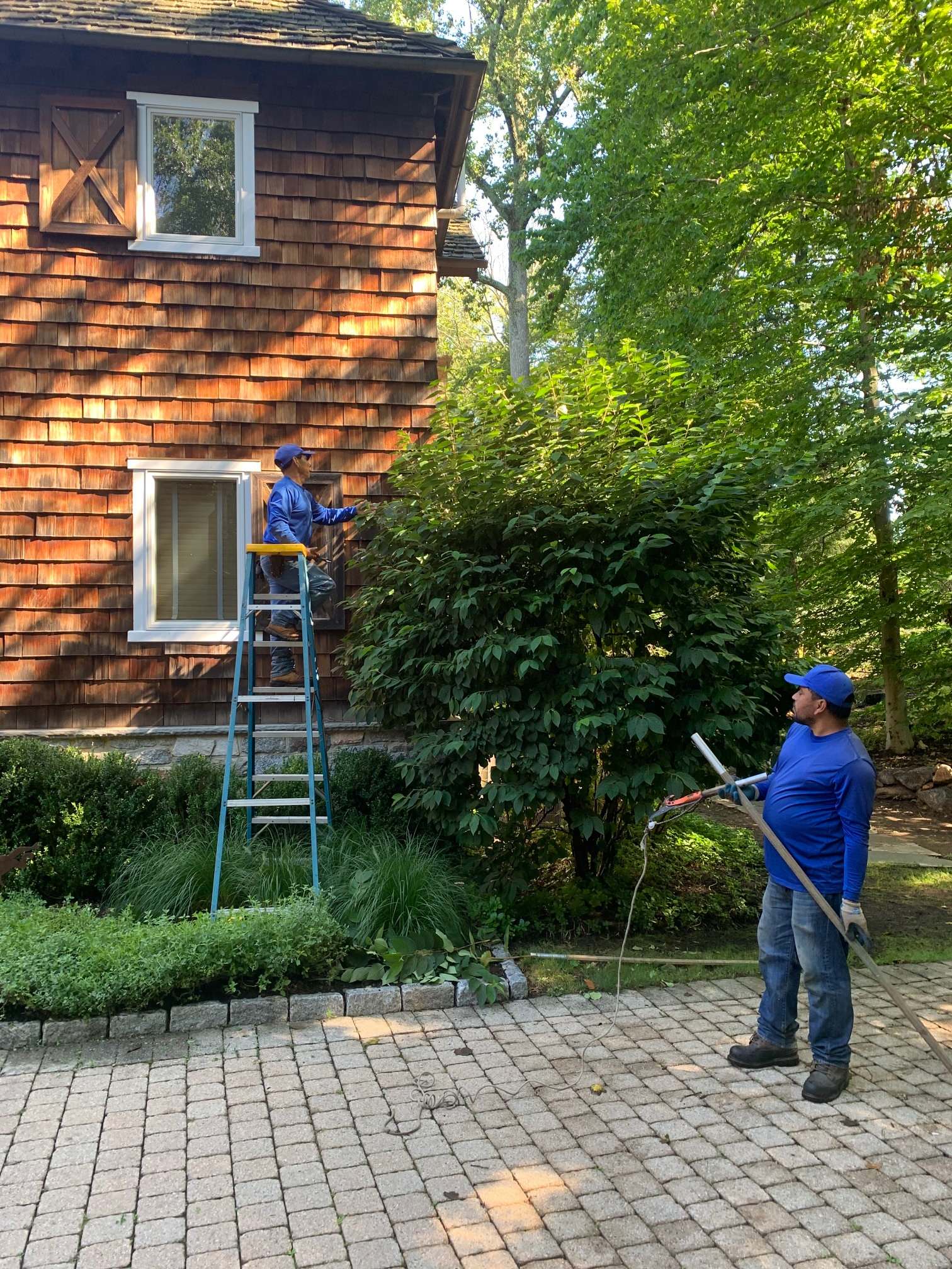Ornamental Pruning