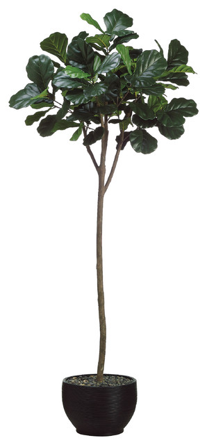 Silk Plants Direct Fiddle Leaf Fig Tree Pack Of 1 Traditional Silk Plants Direct Fiddle Leaf Fig Tree Pack Of 1