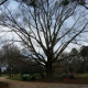 Whispering Tree Service