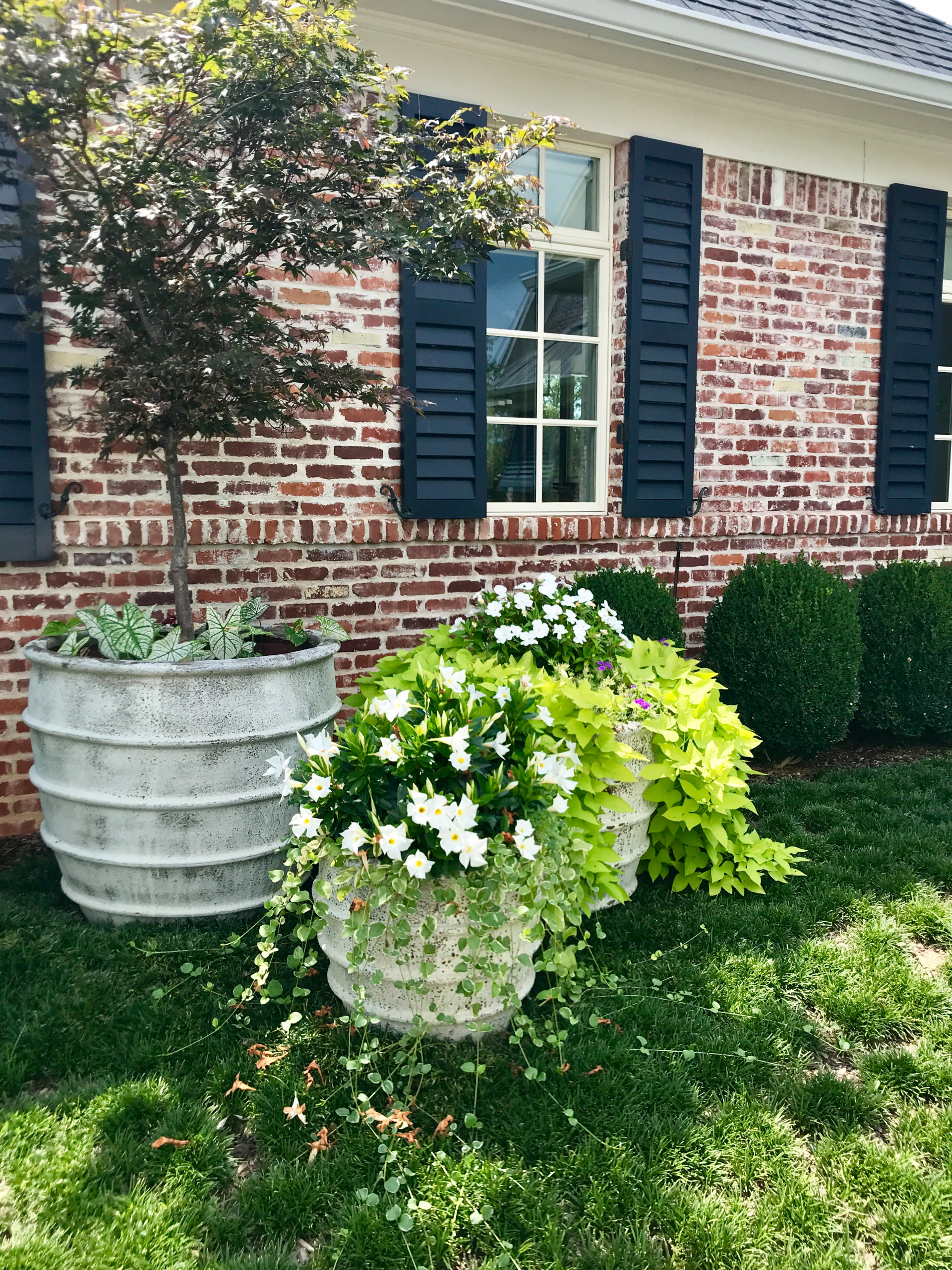 Container Plantings: Classic Spring and Summer