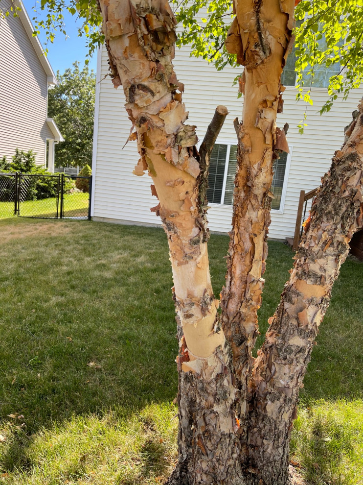 Why Does Birch Tree Bark Peel Off?