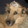yvette_delisio