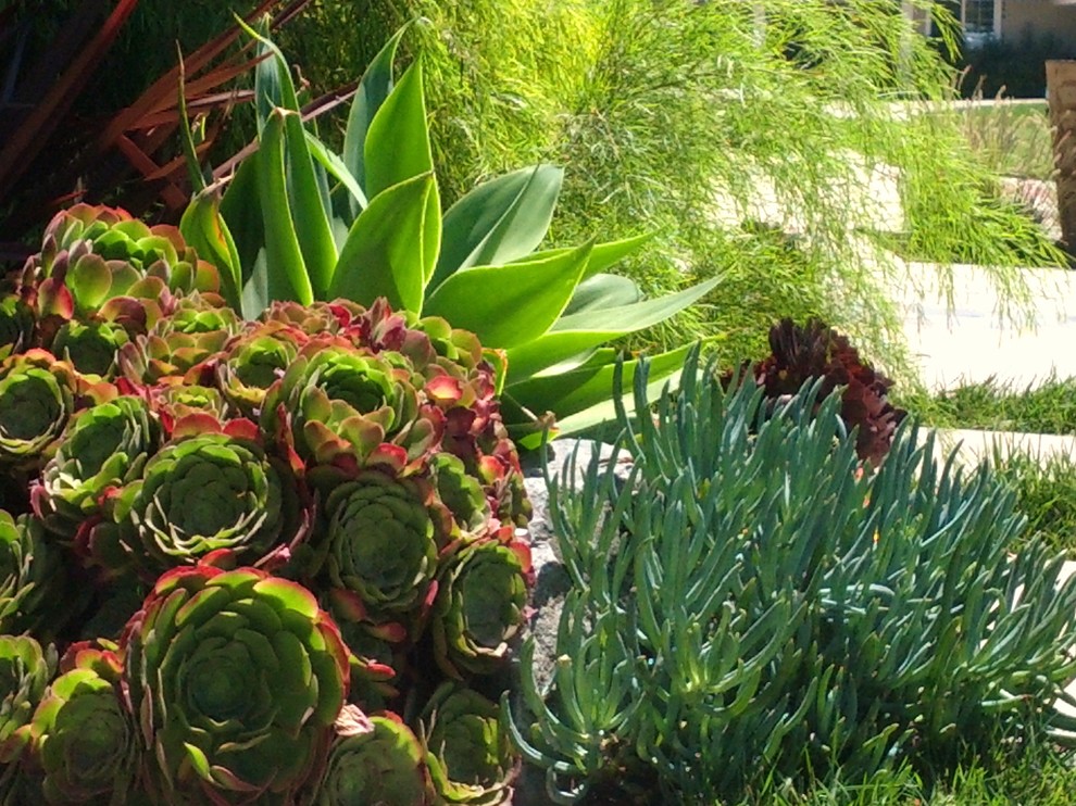 Photo of a mediterranean garden in Orange County.