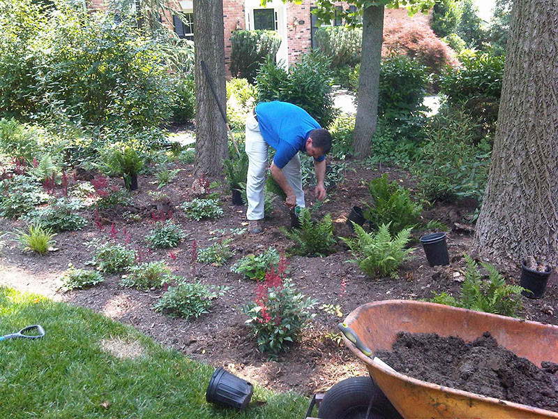 Planting Ferns laid out my owner Peter Atkins