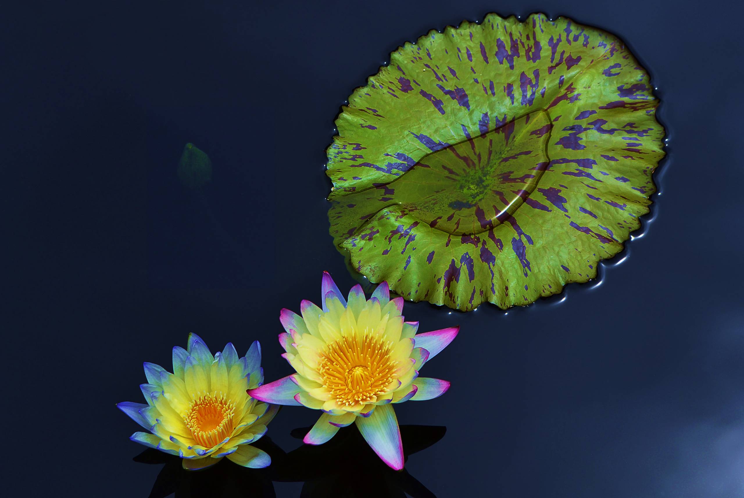 Two Water Lilies Neon