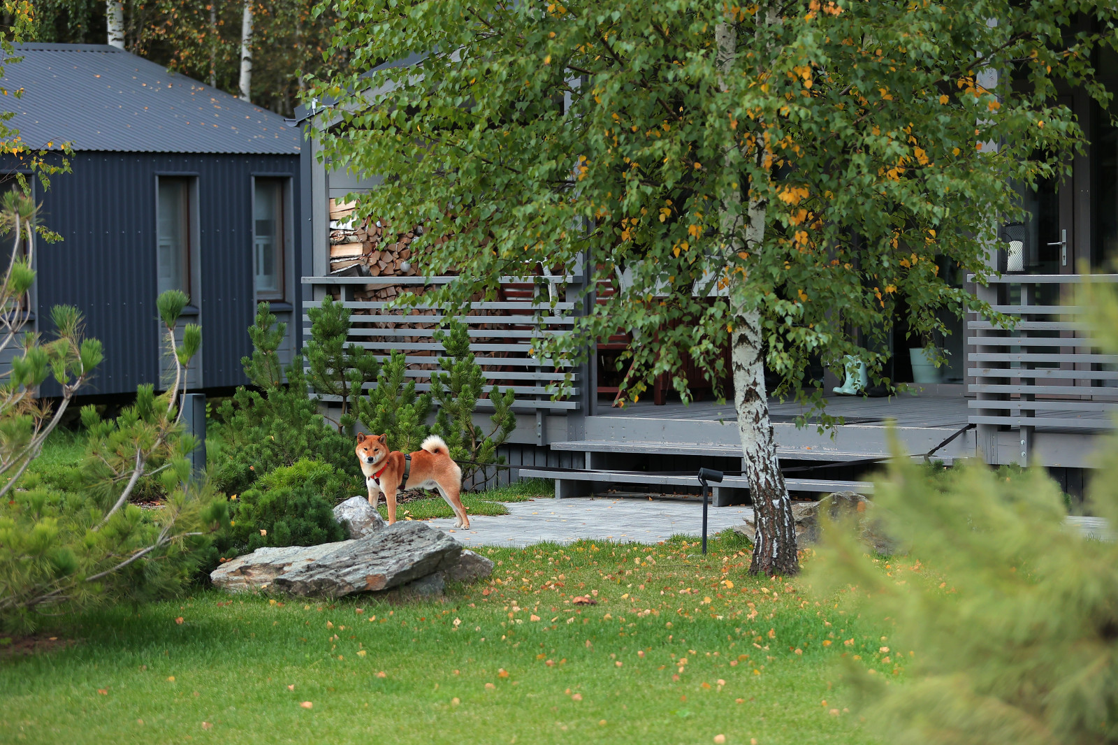 Частный сад в КП "Снегири". Осень.