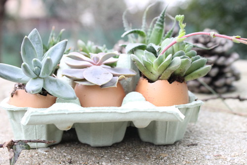 DIY: Decoration de Pâques avec des succulentes