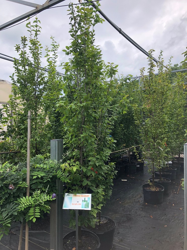 Columnar Hornbeam Hedge Advice