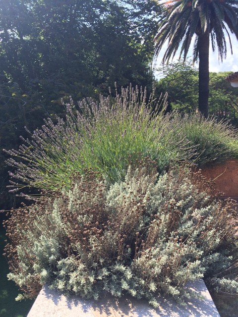 LF contemporary-garden