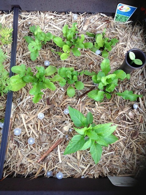 little tiny mushrooms growing in my vegetable garden little tiny mushrooms growing in my vegetable garden