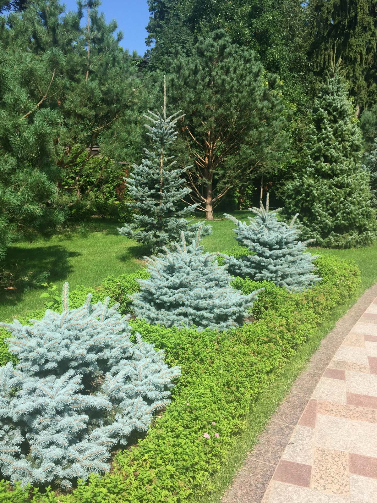 Сосновый Бор 2017.