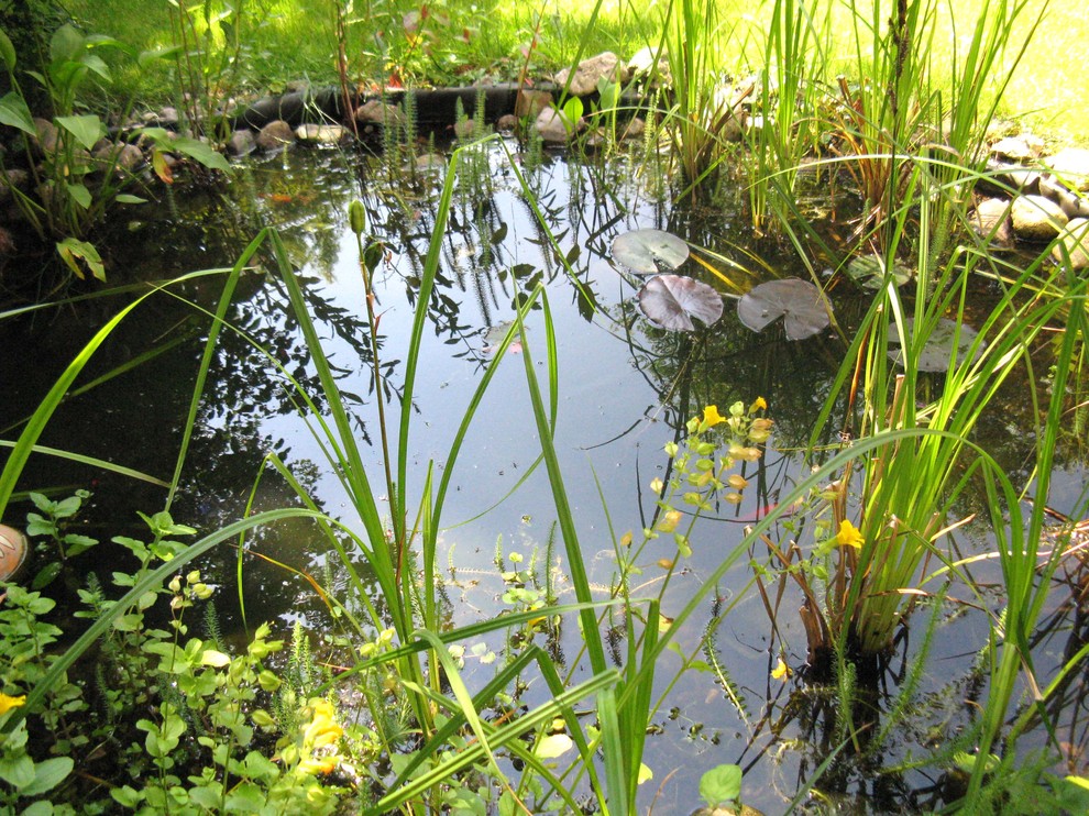 Kleiner, Halbschattiger Klassischer Gartenteich neben dem Haus mit Natursteinplatten in Hannover