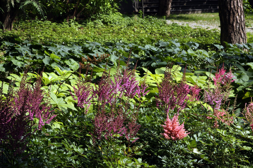 Покров из тенелюбивых многолетников