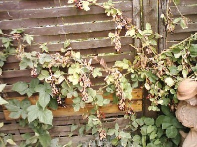 Raspberry Blight