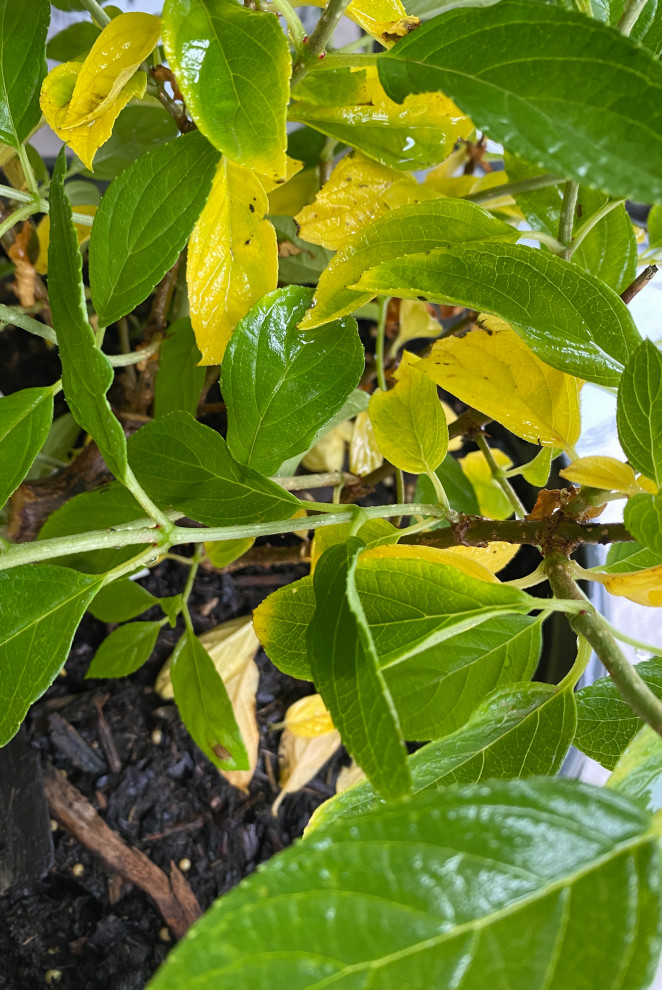 Hydrangea Leaves Yellowing!