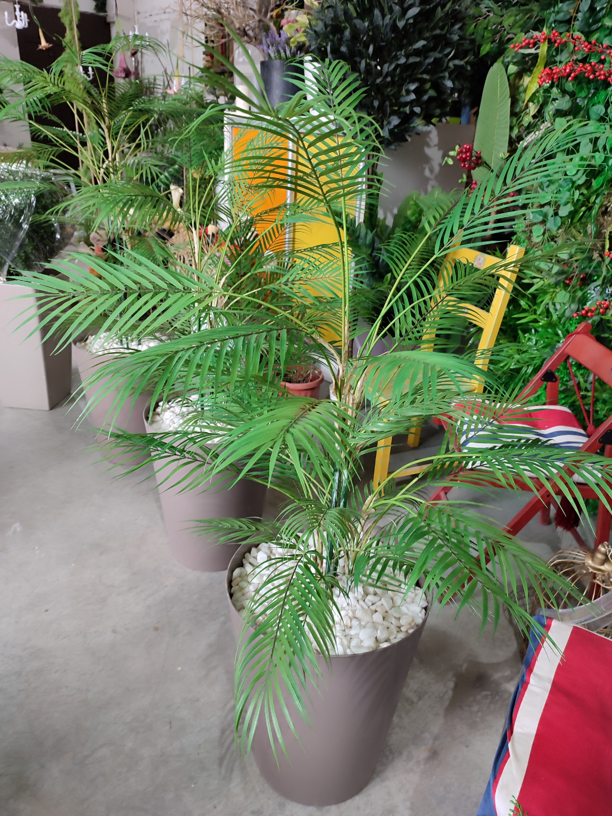 Растения для офисного пространства