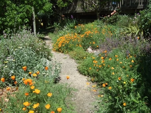 Inspiration for a country backyard xeriscape in San Francisco.