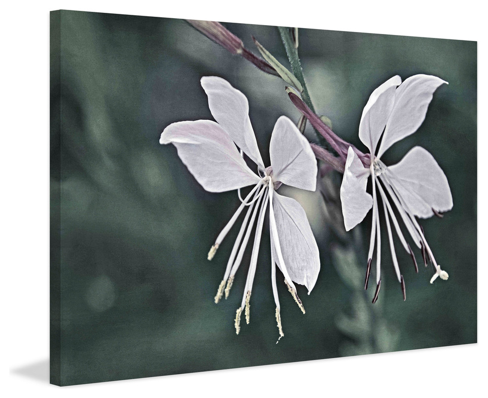 "Wonderful Whites" Painting Print on Canvas by Robertson, 18"x12