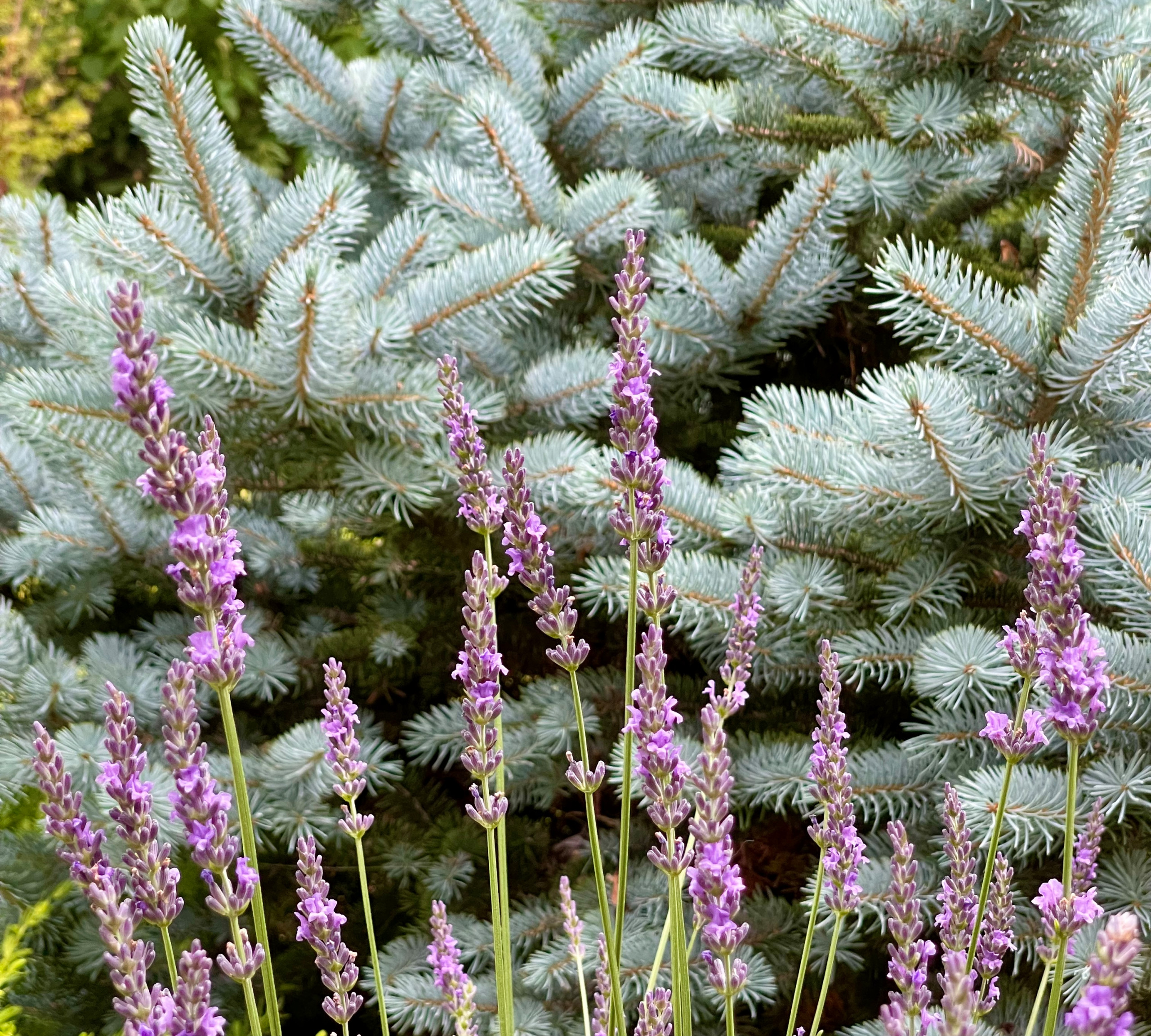 Lavender and blue spruce