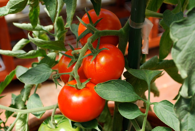 Common Mistakes Growing Tomatoes in Containers