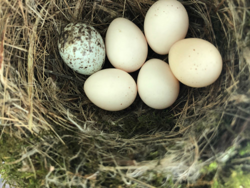 Is This A Cowbird Egg 