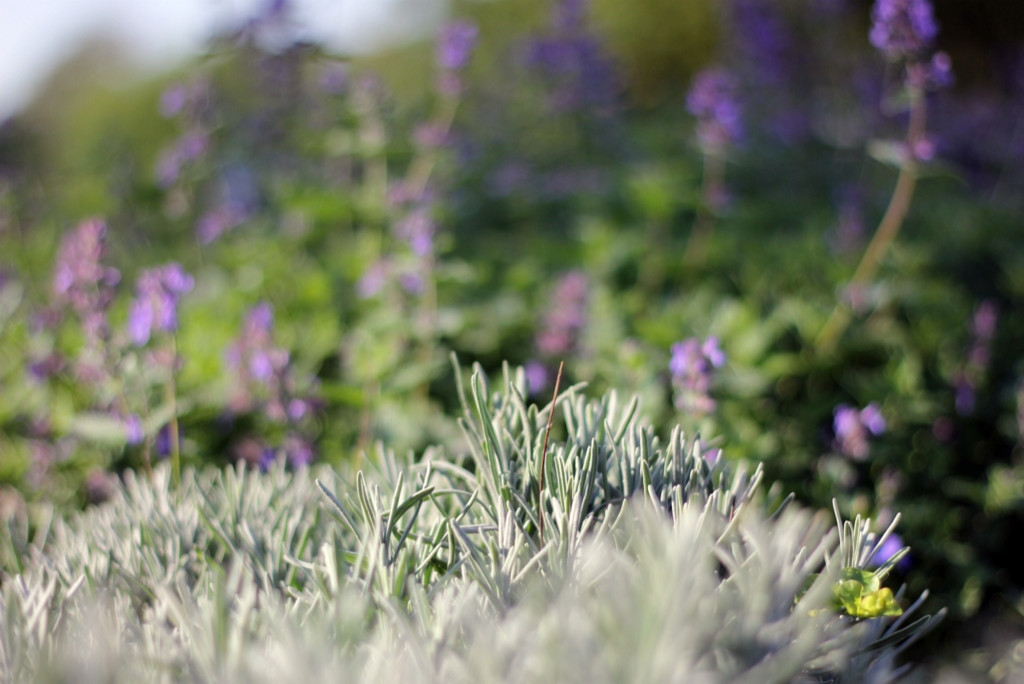Ландшафт. Цветник в ГБС Москвы (по заказу ландшафтной компании «Формула Сада»)