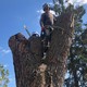 Matrix Tree Group