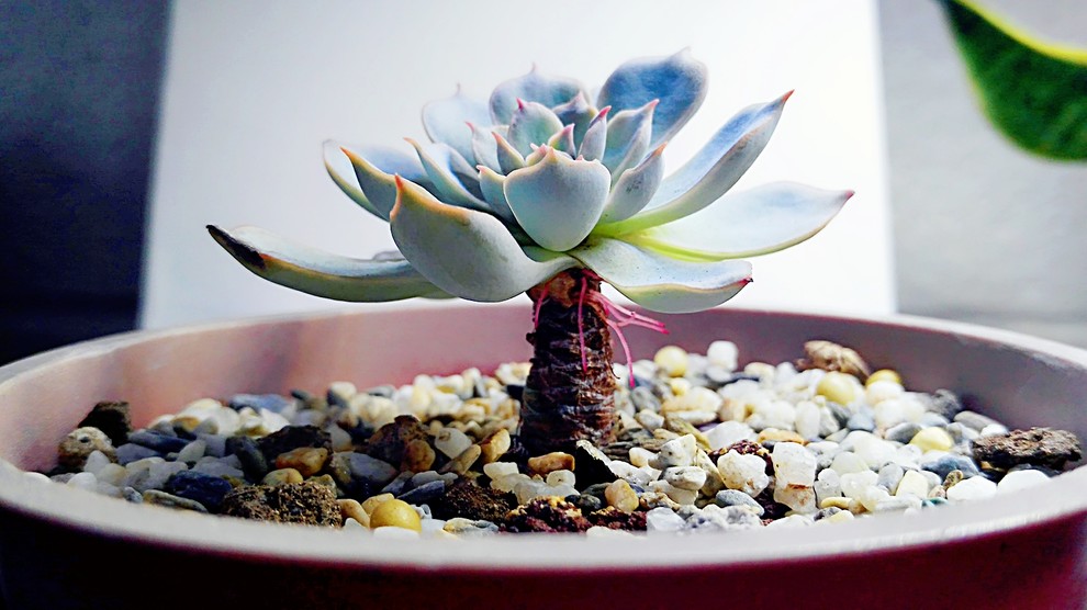 Aerial roots on my Echeveria | Houzz Forum
