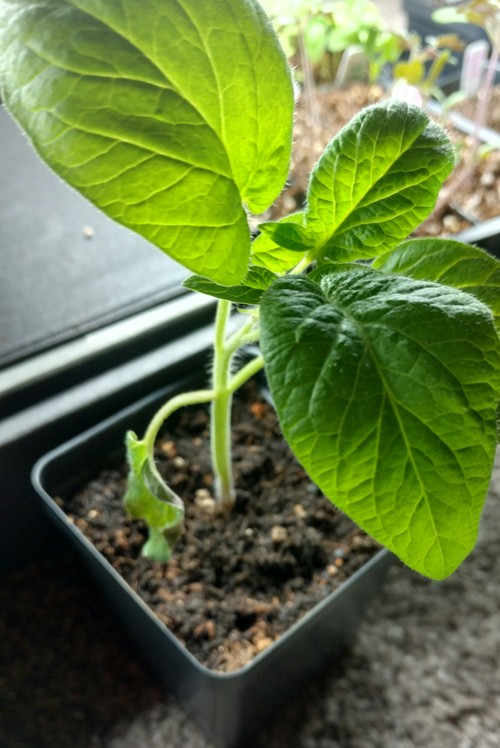 Drooping leaf on young tomato plant. What�s the cause?