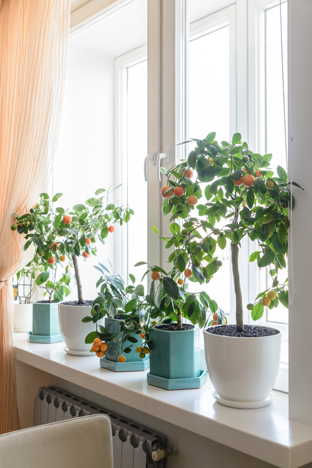 Озеленение квартиры