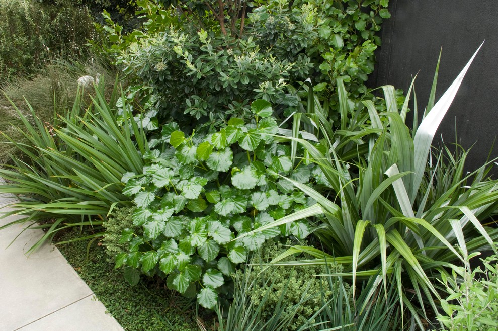 Kapiti Coastal Garden - Contemporary - Landscape - Wellington - by Mark