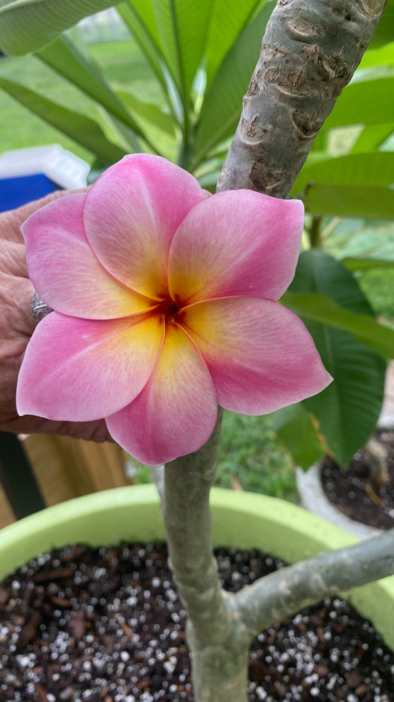 Why is my Plumeria stalk a plum color?