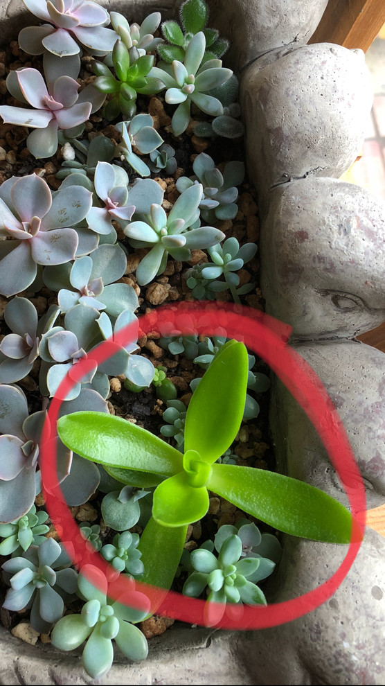 M✧succulent ·͜· ︎︎ᕷ Life at Home Potted Succulent - 1 ea | Zehrs