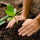 Gardening Service Las Vegas