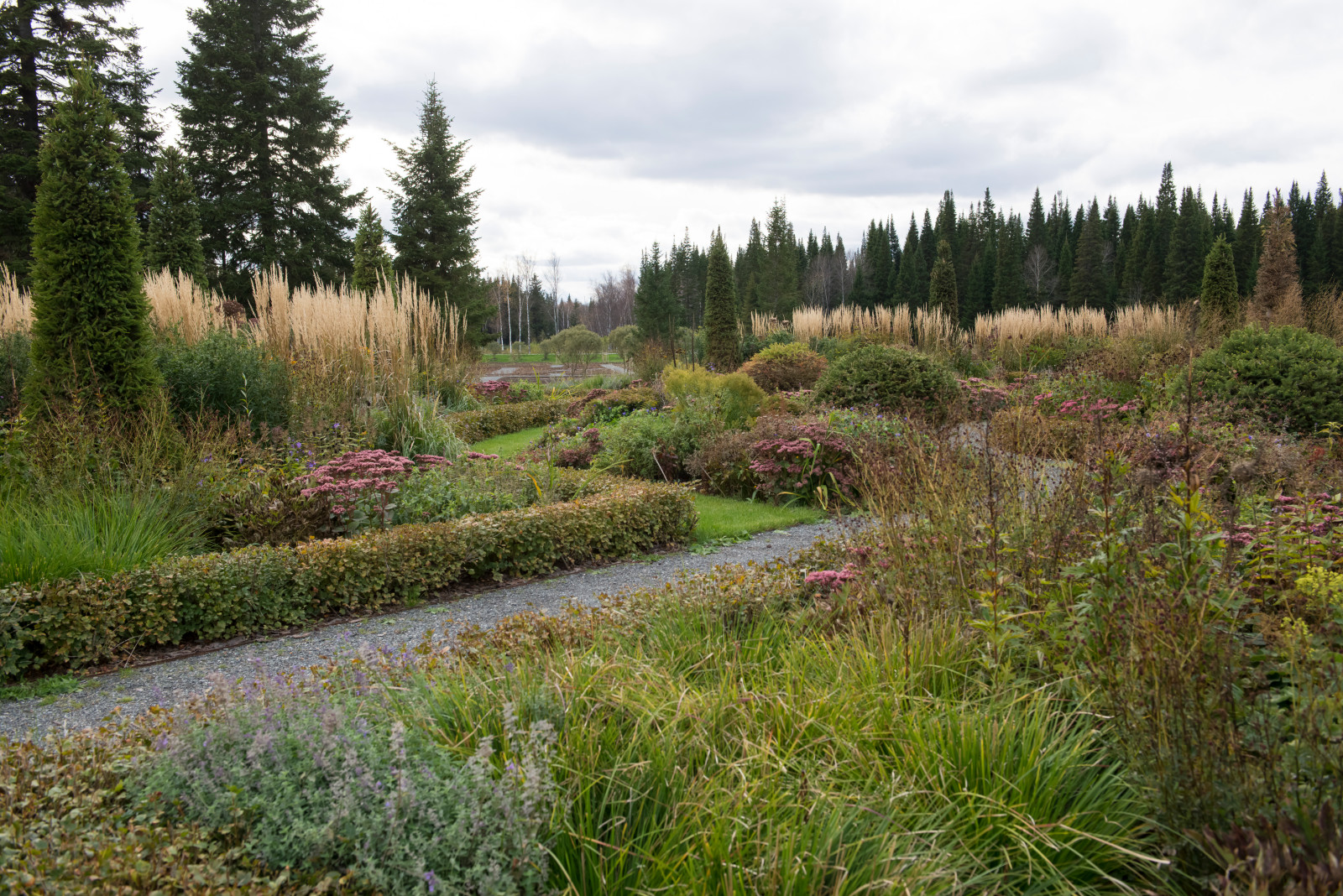 Многолетники