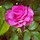 Last commented by GoddessEmer6 (zone 9 a)
