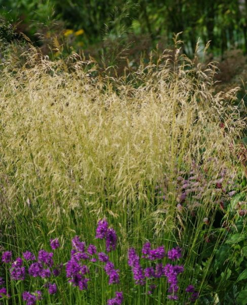 Native plants